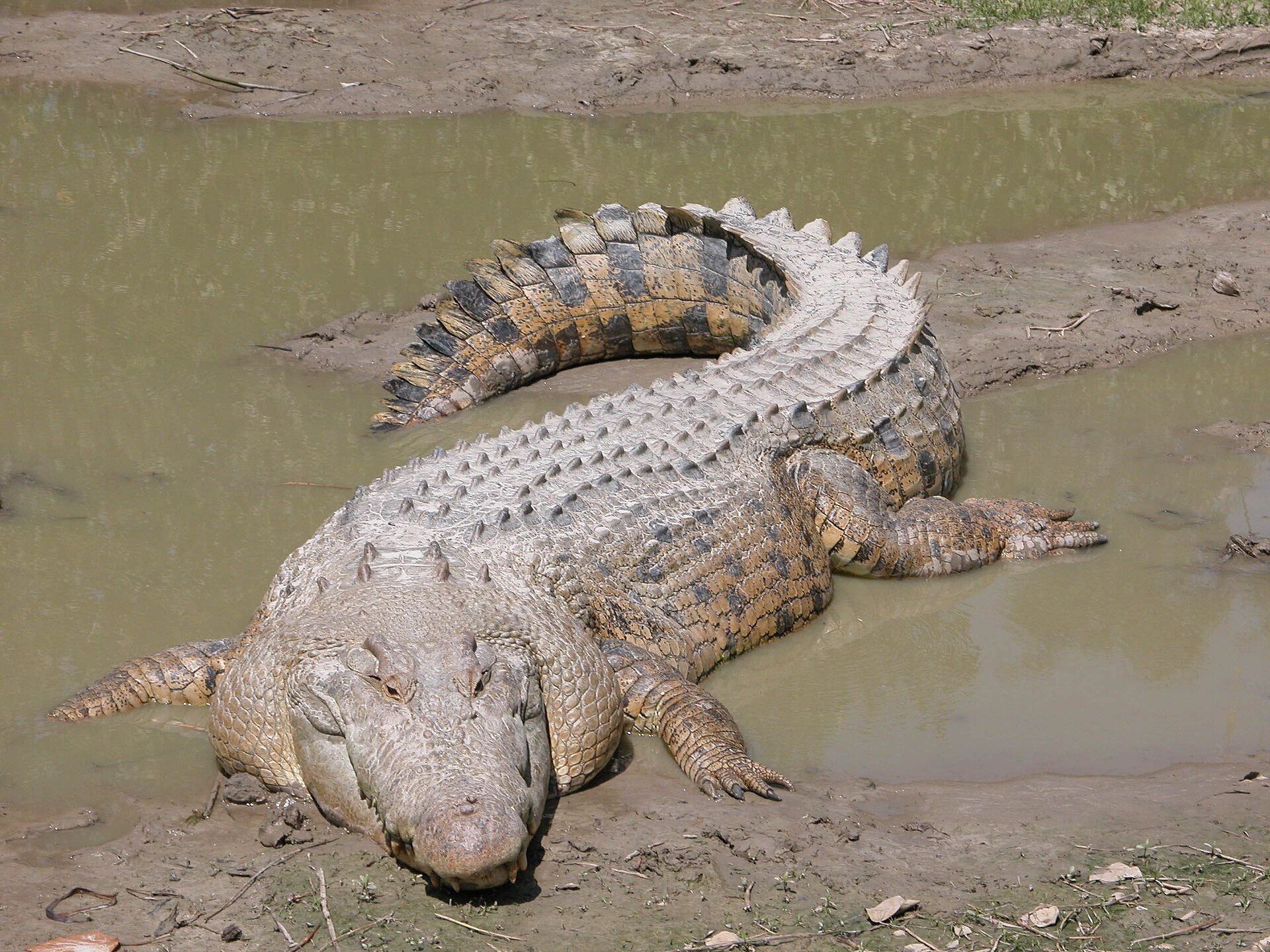 Maximo, the giant saltwater crocodile at the St. Augustine Alligator Farm